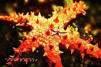 red sea - starfish - COMPOSING > little star - Nik.RS  by Manfred Bail 